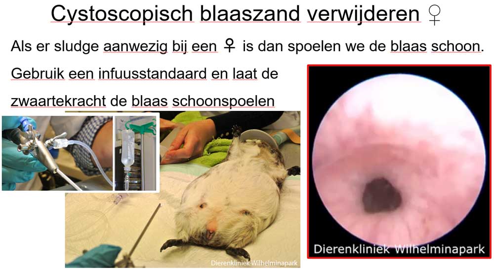 We gaan de blaas spoelen met een scoop, wat hebben we nodig: zwaartekracht 